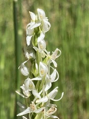 Platanthera dilatata leucostachys