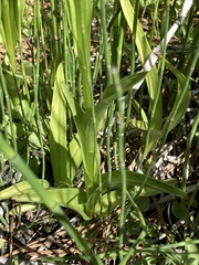 Platanthera dilatata leucostachys