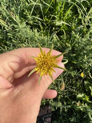 Tragopogon dubius