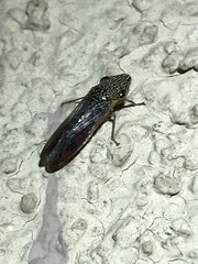 Homalodisca liturata