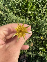 Tragopogon dubius