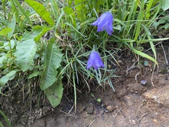 Campanula rotundifolia