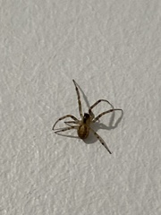Zygiella x-notata