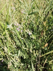 Oxytropis glabra