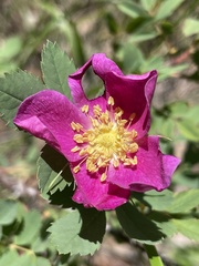 Rosa woodsii