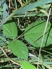 Rubus bifrons