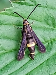 Carmenta pyralidiformis