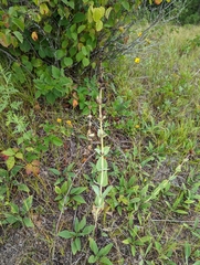 Penstemon grandiflorus