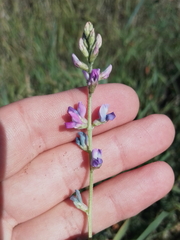 Oxytropis glabra
