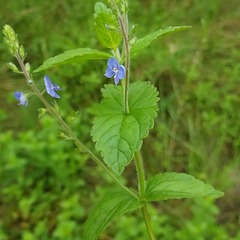 Veronica chamaedrys