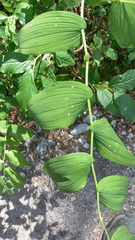 Streptopus amplexifolius