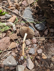 Agrocybe