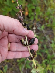 Penstemon grandiflorus