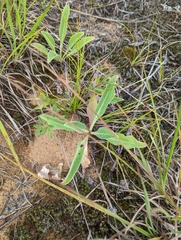 Penstemon grandiflorus