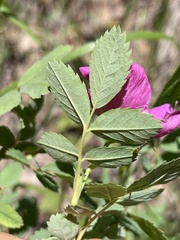 Rosa woodsii