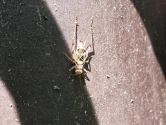 Svistella bifasciata