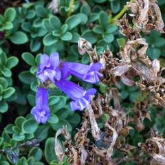 Penstemon davidsonii davidsonii