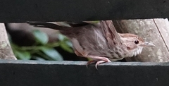 Pellorneum ruficeps