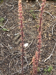 Pterospora andromedea