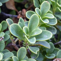 Penstemon davidsonii davidsonii