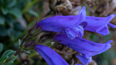 Penstemon davidsonii davidsonii