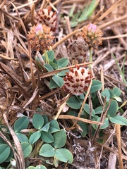 Trifolium fragiferum