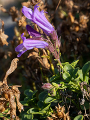 Penstemon davidsonii davidsonii
