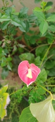 Anthurium andraeanum