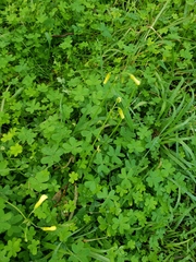 Oxalis pes-caprae
