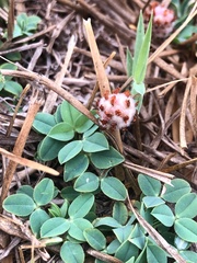 Trifolium fragiferum