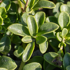 Penstemon davidsonii davidsonii