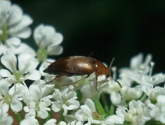 Anaspis flava