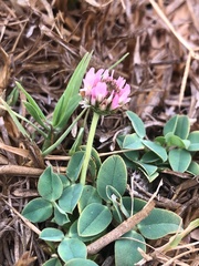 Trifolium fragiferum