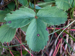 Fragaria