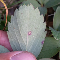 Fragaria