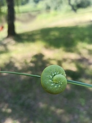 Cimbex femoratus