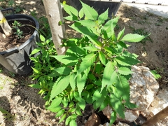 Bidens frondosa