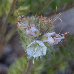 Phacelia