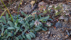 Phacelia