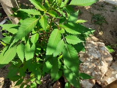 Bidens frondosa