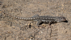 Sceloporus graciosus