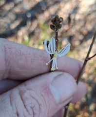 Trachyandra divaricata