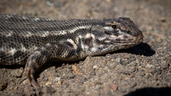 Sceloporus graciosus