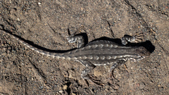 Sceloporus graciosus
