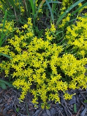 Sedum acre