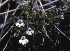 Euphrasia rectiflora