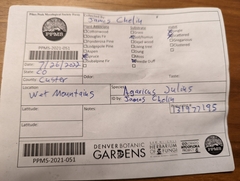 Agaricus julius