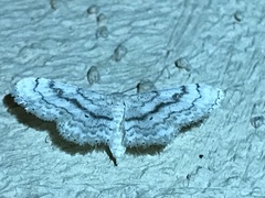 Lepidoptera