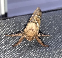 Triodia sylvina