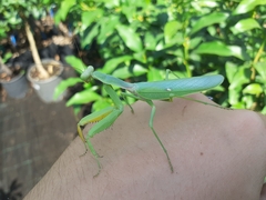 Hierodula transcaucasica